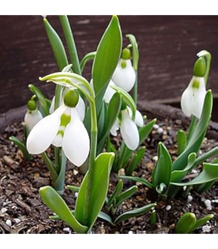 Amazon.co.jp: スノードロップ 球根 4球入 : DIY・工具・ガーデン